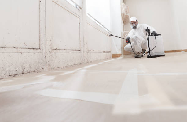 24/7 Emergency Attic Mold Remediation experts in Levering, MI