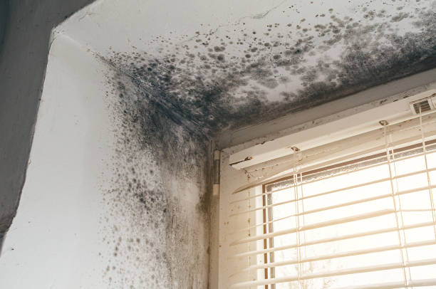 Affordable Attic Mold Remediation solutions in Levering, MI