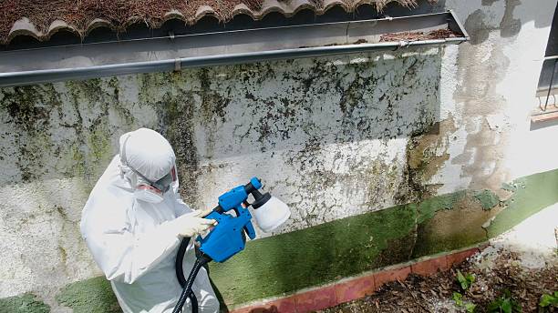 Top rated local Attic Mold Remediation specialists in Levering, MI